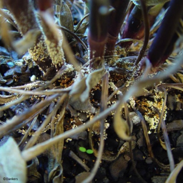 A fan-like mycelia growth of S. rolfsii can be seen at the soil line on stem, debris and soil.Clusters of round sclerotia of the size of mustard seed appear on the mycelia on the soil surface and infected plants and plant debris. The sclerotia changes its color from white to brown and this is the surviving structure of the fungus in soil for many years.